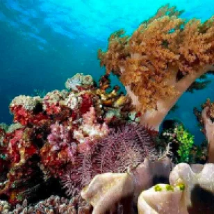 Explore Komodo Liveaboard